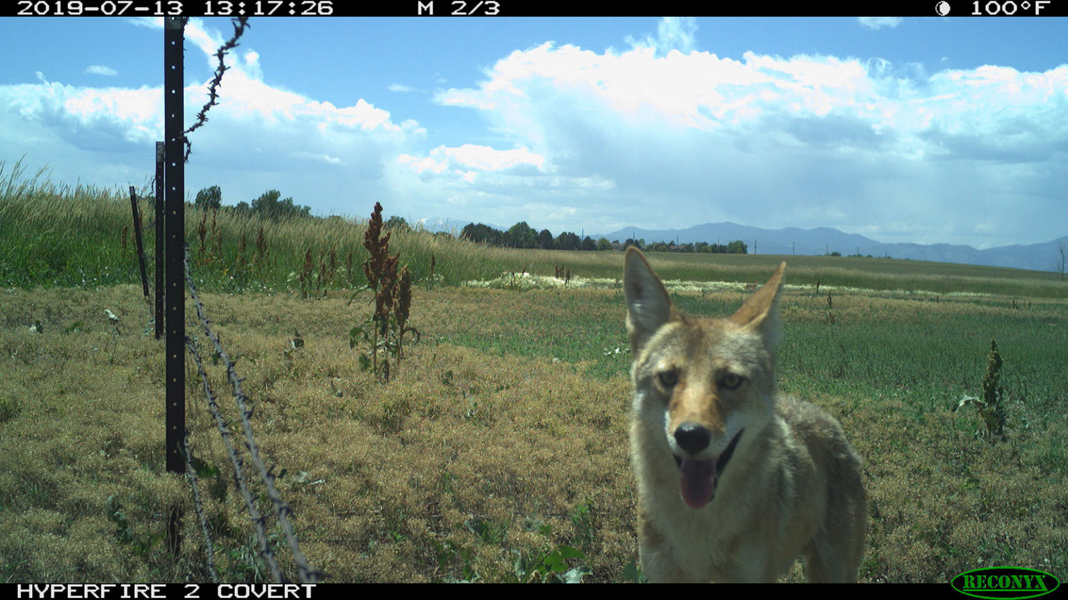 coyote camera trap 3 Joanna Lambert