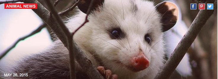 Why don’t opossums get any respect?