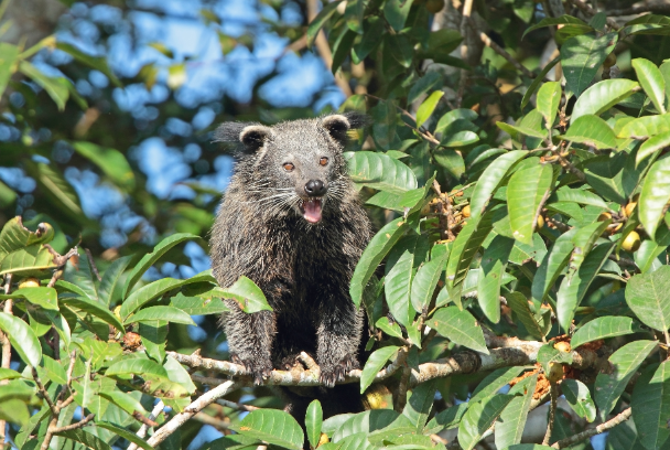 Carnivores, Carnivora, and Frugivorous Carnivorans