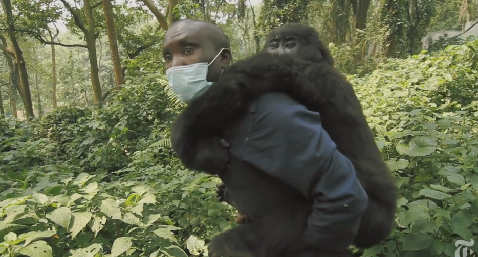 Mountain gorillas, oil, civil war, and human compassion