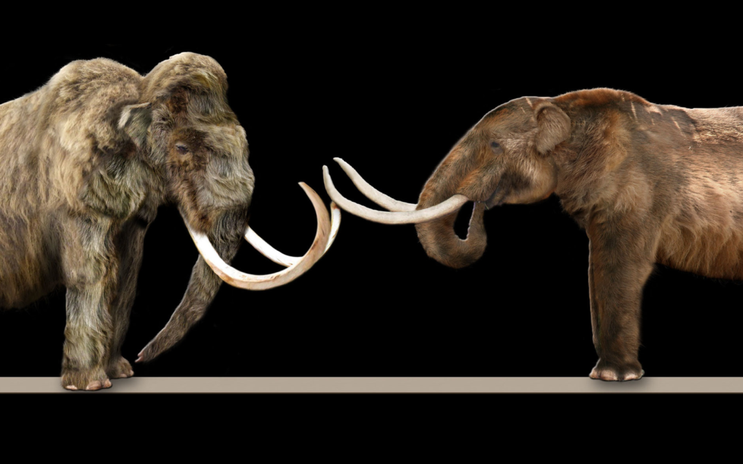 To clone a woolly mammoth