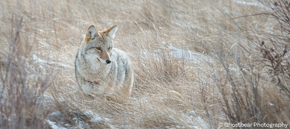 Ecology and Adaptation in Yellowstone