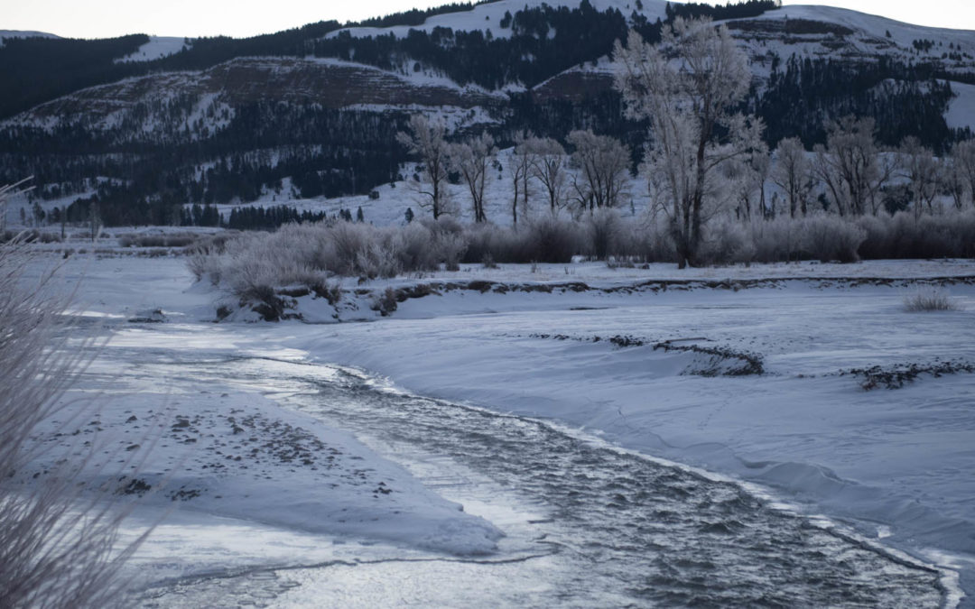 Day 2: Wolves in Yellowstone