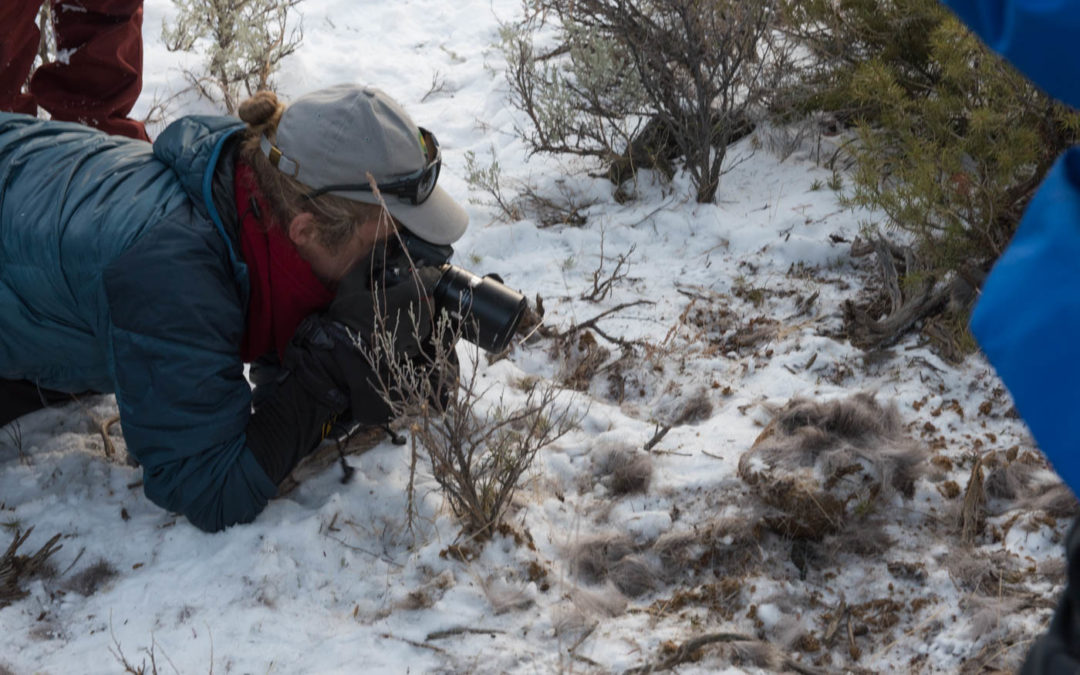 Days 5 & 6: Foundations of Yellowstone & Animal Adaptations