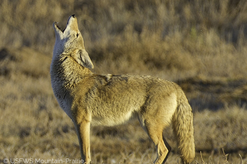 Coyote howl